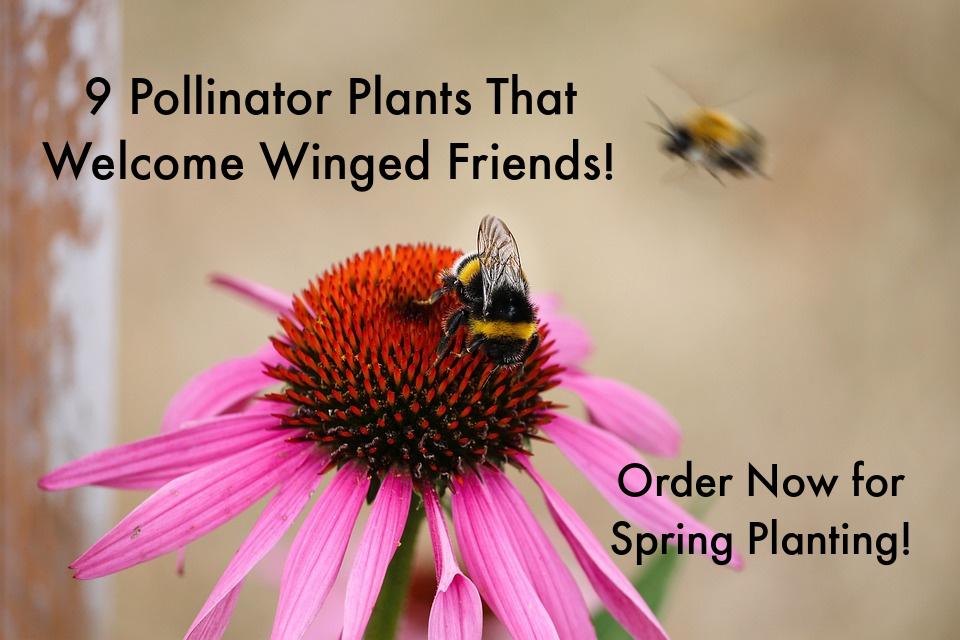 9 Best Pollinator Plants To Attract Bees, Butterflies & Hummingbirds To ...